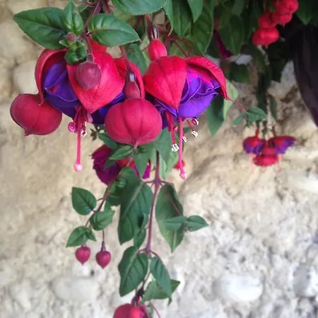 Couette-café Domaine De Bertrandy Allemagne-en-Provence